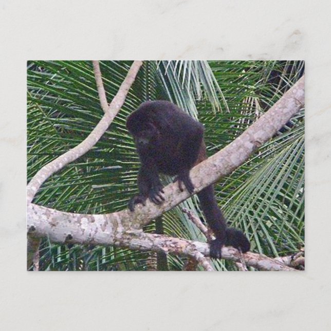 Howler Monkey and Baby Monkey in Costa Rica Jungle Postcard (Front)