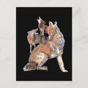 Howling Coyote Pack, Animal, Nature Wildlife Postcard