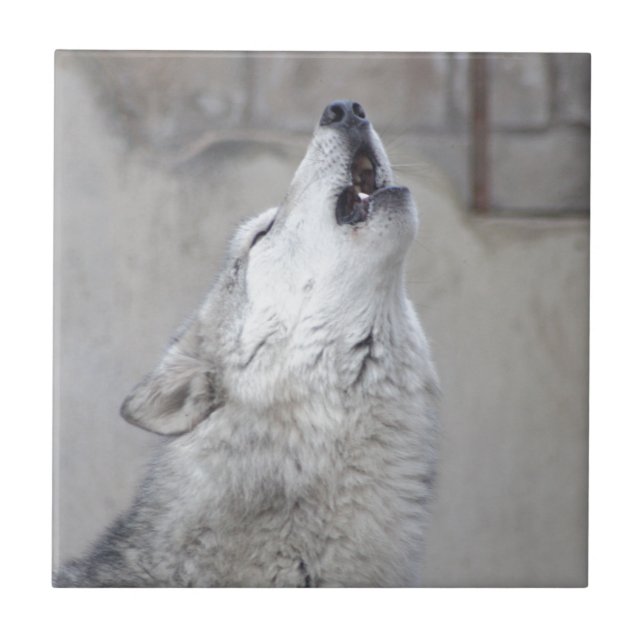 Howling Grey Wolf Tile (Front)