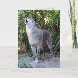 Howling Wolf Birthday Card