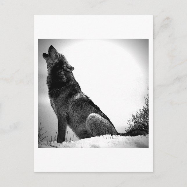 Howling Wolf in Snow Holiday Postcard (Front)