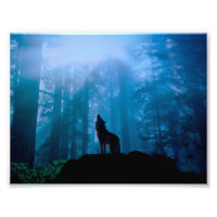 Howling Wolf in Wilderness