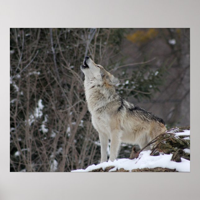 Howling Wolf In Winter Poster (Front)