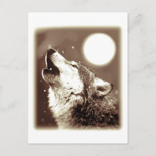 Howling Wolf Postcard