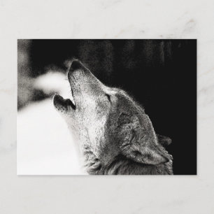 Howling Wolf Postcard