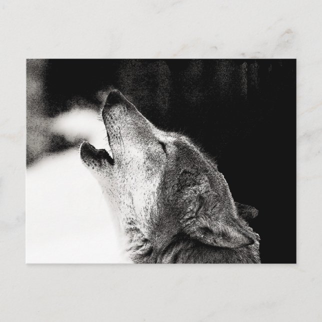 Howling Wolf Postcard (Front)