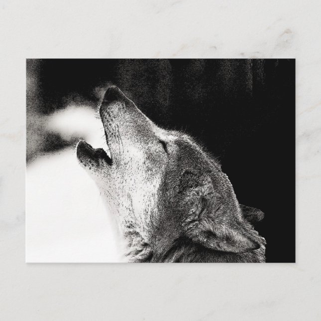 Howling Wolf Postcard (Front)