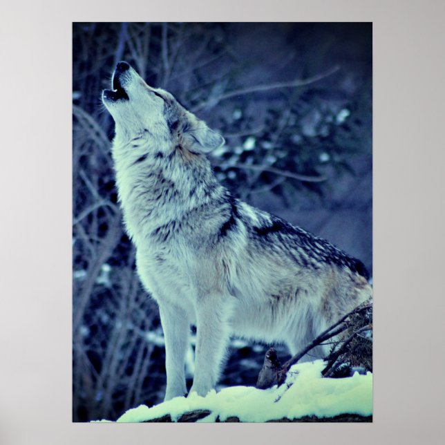 Howling Wolf Winter Forest Poster (Front)