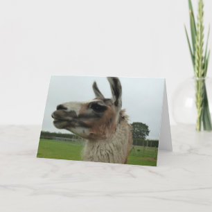 How's Your Side? Camel Greeting / Note Card