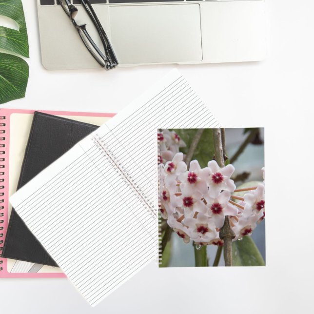 Hoya Fleurs Plantes Carnet Floral (In Situ)