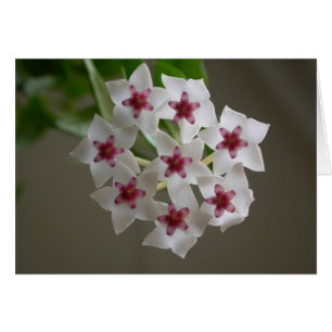 Hoya lanceolata ssp. bella