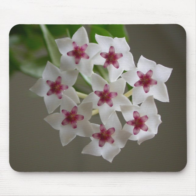 Hoya lanceolata ssp. bella mouse pad (Front)