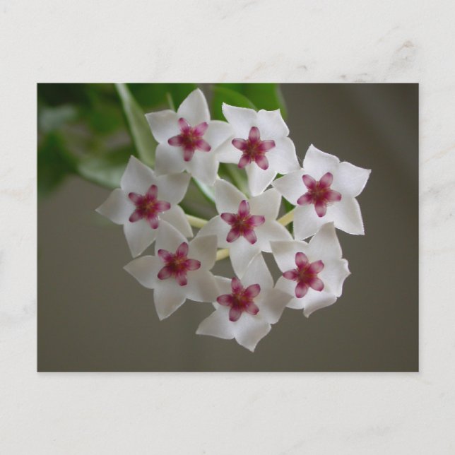 Hoya lanceolata ssp. bella postcard (Front)