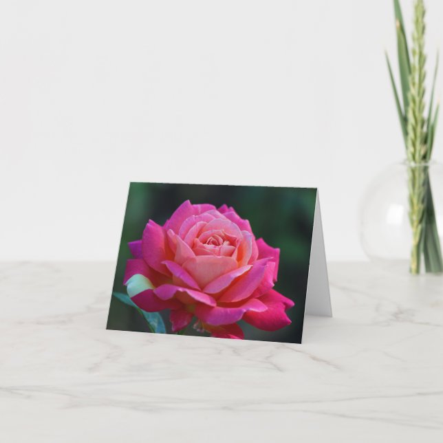 HRG Chicago Peace Rose 2014 120 Card (Front)