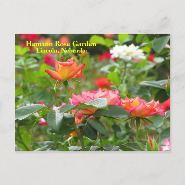 HRG Postcard  #300n 0300 (Front)