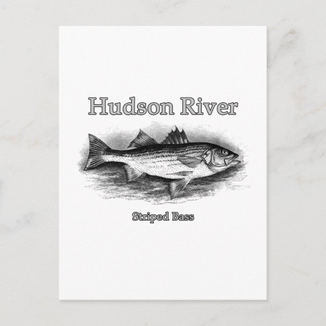 Hudson River Vintage Striped Bass Logo Postcard (Front)