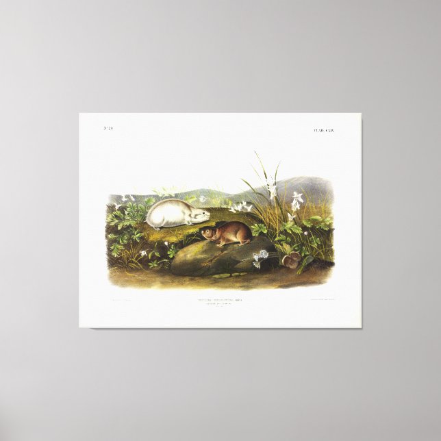 Hudson's Bay (Ungava Collared) Lemming by Audubon Canvas Print (Front)