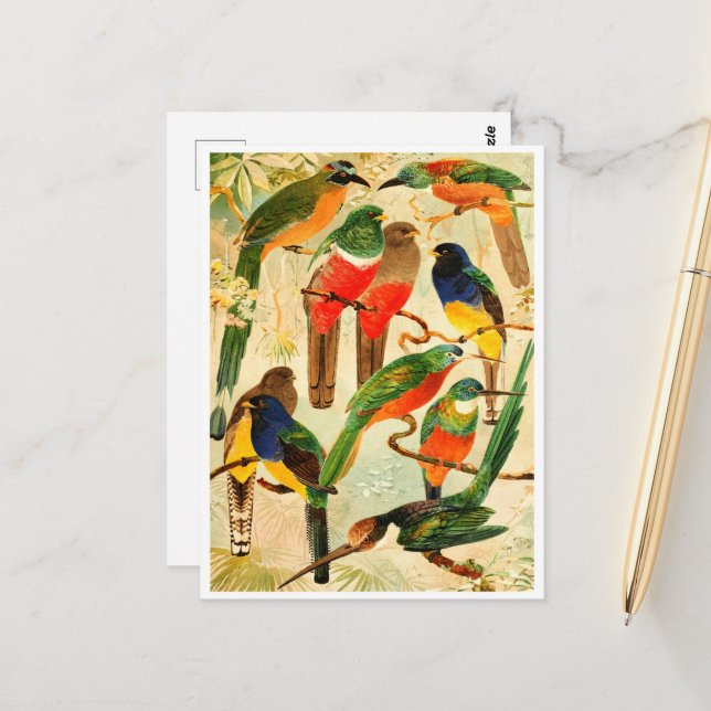 Hudú, Surucuás, Arirámbas from the virgin forest  Postcard (Front/Back In Situ)