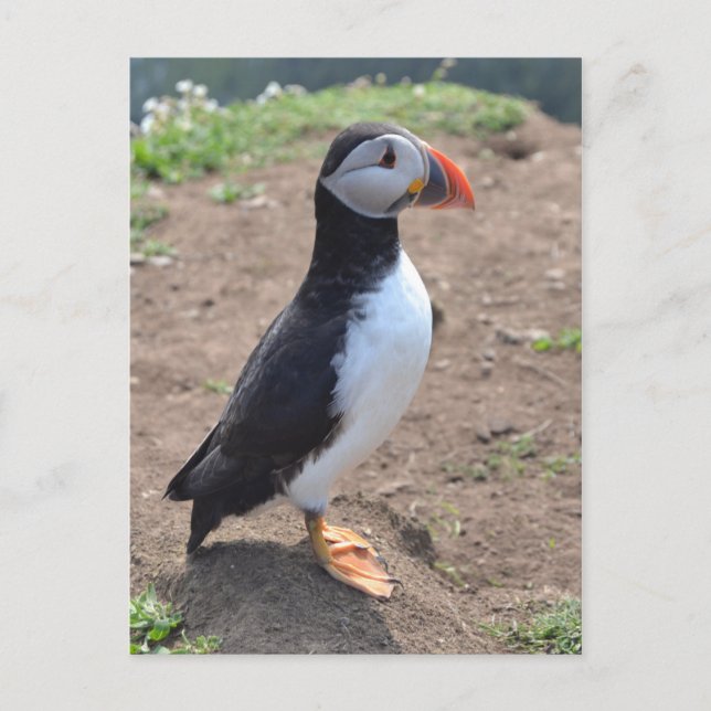 'Huffin' Puffin' by Mike Paget Postcard (Front)