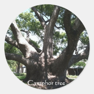 Huge camphor tree photo by bbillips classic round sticker