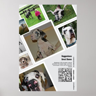 Huge Great Dane Kennel Promotion  Poster