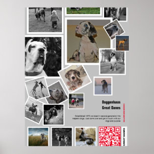 Huge Great Dane Puppy to sell Poster
