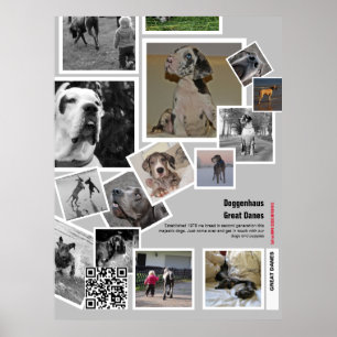 Huge Great Dane Puppy to sell Poster