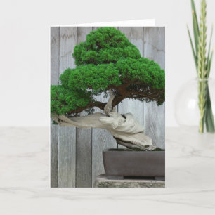Huge Juniper Bonsai Card