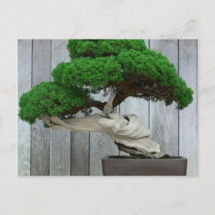 Huge Juniper Bonsai Postcard