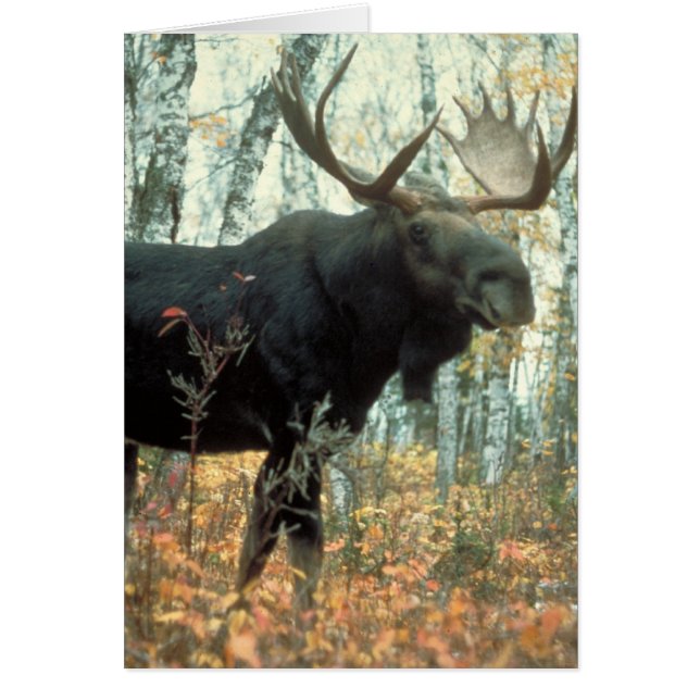 Huge Moose (Front)