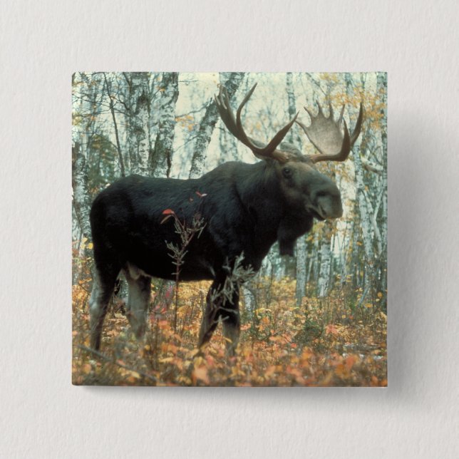Huge Moose 2 Inch Square Button (Front)