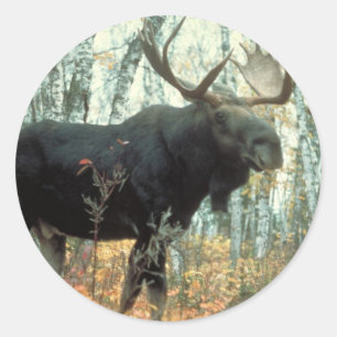 Huge Moose Classic Round Sticker