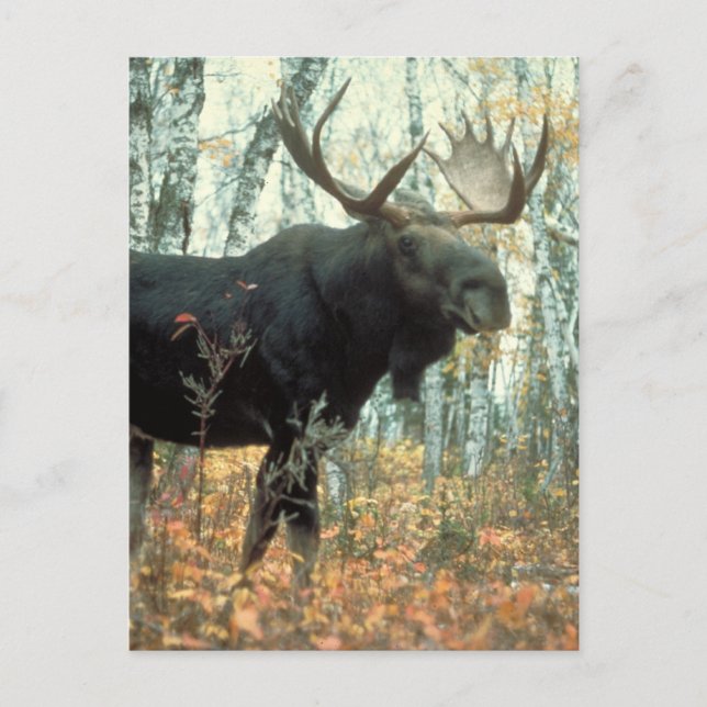 Huge Moose Postcard (Front)