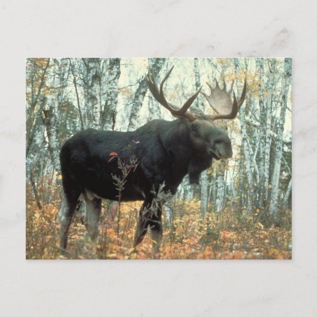 Huge Moose Postcard (Front)
