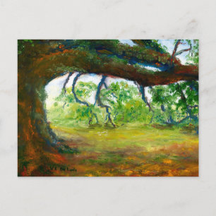 Huge Old Louisiana Oak Tree Postcard