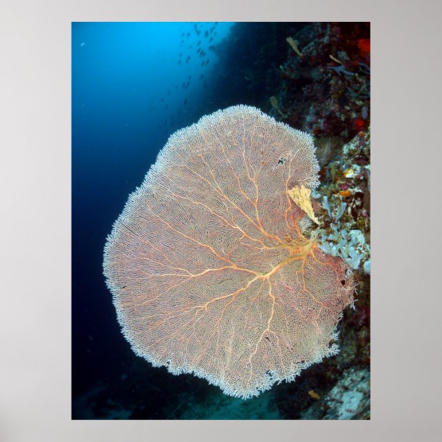 Huge Sea Fan in Siquijor Poster (Front)