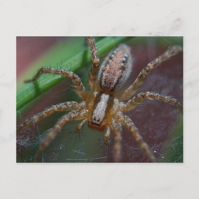 Huge Spider Postcard (Front)