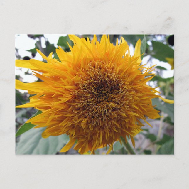 Huggable Sunflower Postcard (Front)
