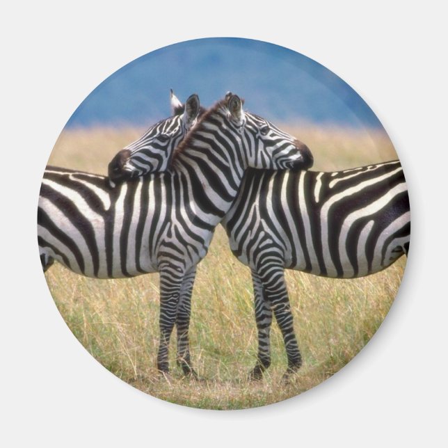 Hugging Zebras Magnet (Front)