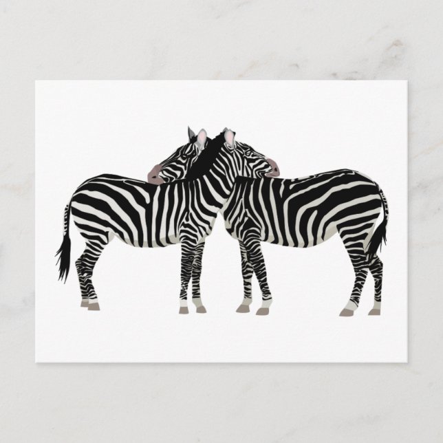 Hugging Zebras Postcard (Front)