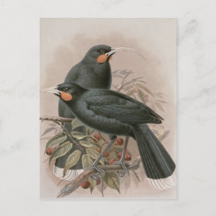 Huia Postcard