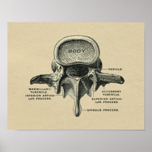 Humain Lumbar Vertebrae Anatomie 1902 Impression V