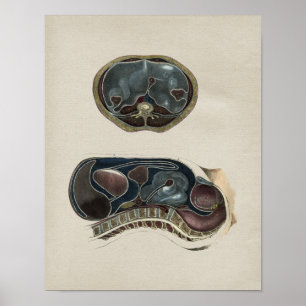 Human Abdominal Anatomy Vintage Print