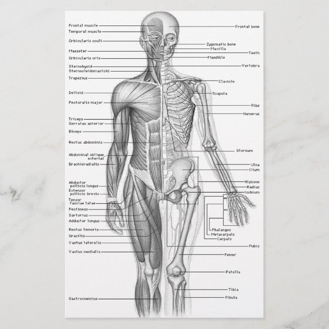 Human Anatomy Chart (Front)