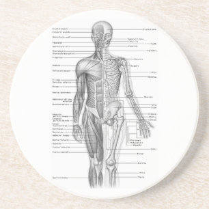 Human Anatomy Chart Coaster
