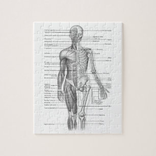 Human Anatomy Chart Jigsaw Puzzle