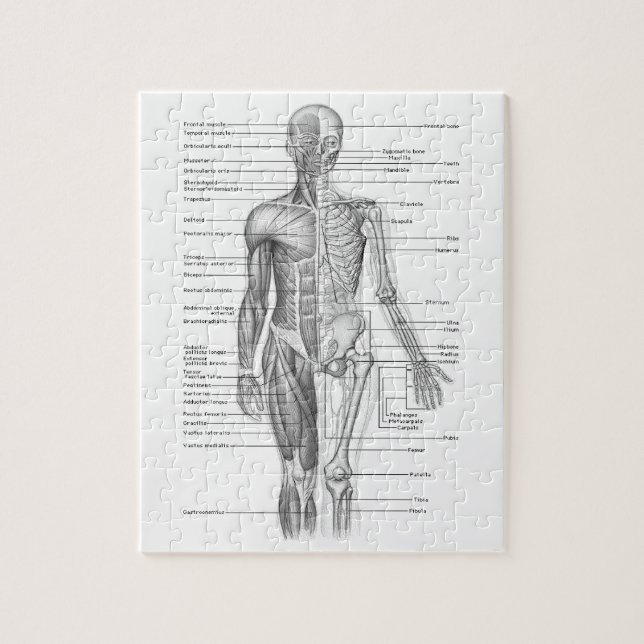 Human Anatomy Chart Jigsaw Puzzle (Vertical)