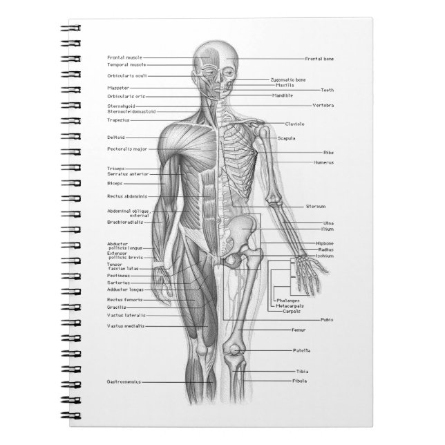 Human Anatomy Chart Notebook (Front)