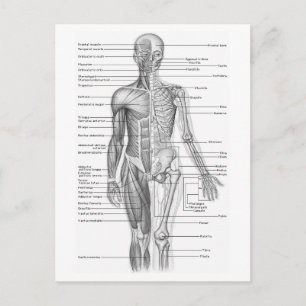 Human Anatomy Chart Postcard
