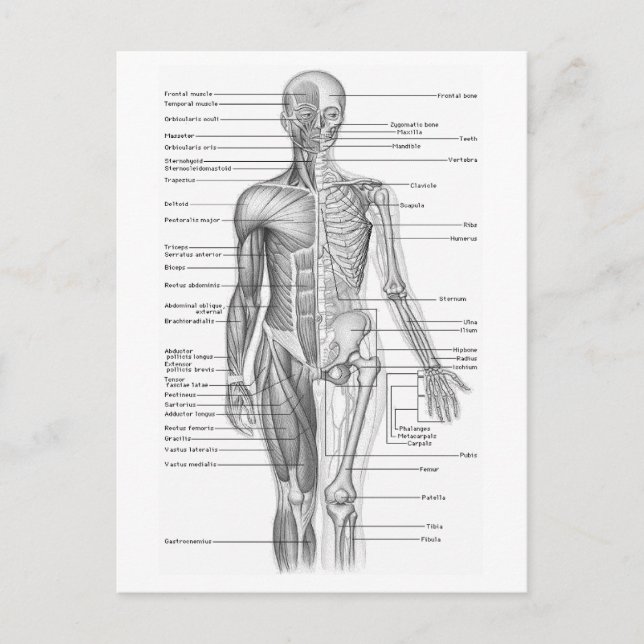 Human Anatomy Chart Postcard (Front)